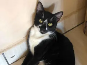 Gato raça SRD-ViraLata idade 1 ano nome Negão 