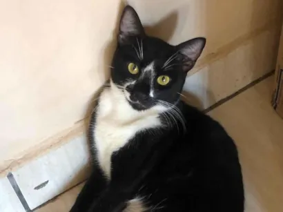 Gato raça SRD-ViraLata idade 1 ano nome Negão 