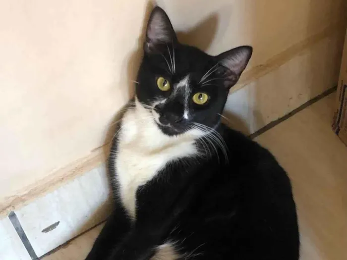 Gato ra a SRD-ViraLata idade 1 ano nome Negão 