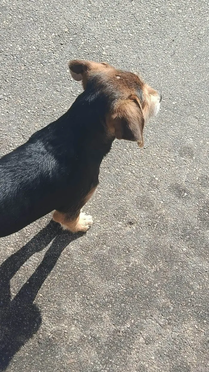 Cachorro ra a SRD-ViraLata idade 2 a 6 meses nome Nina