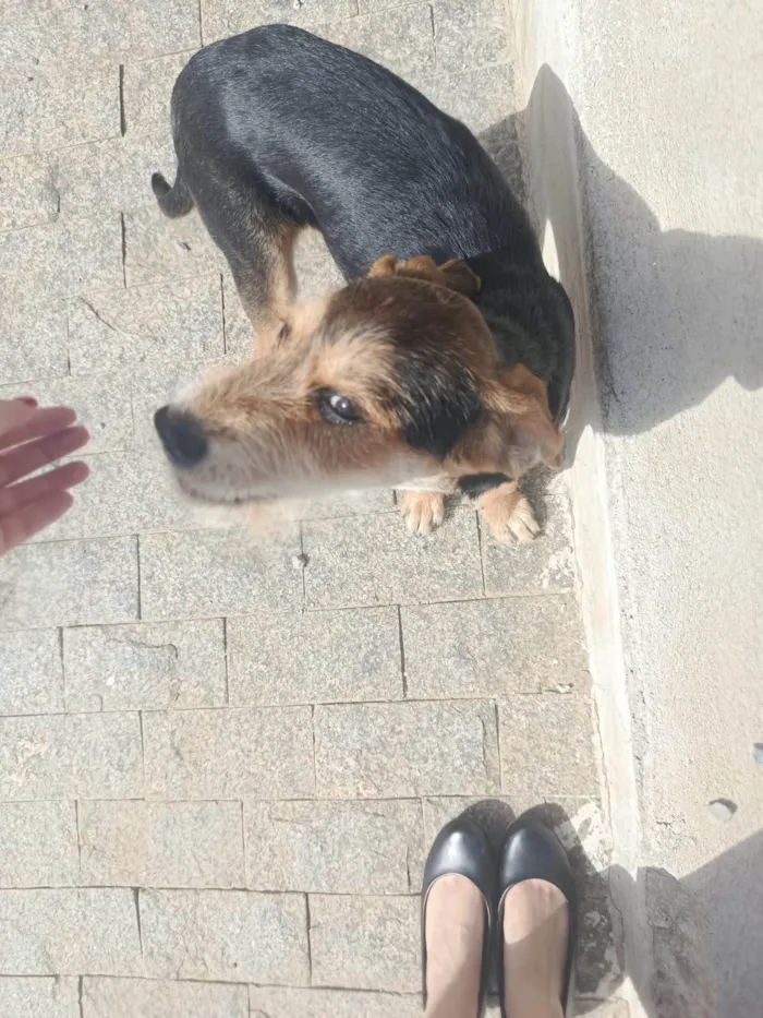 Cachorro ra a SRD-ViraLata idade 2 a 6 meses nome Nina