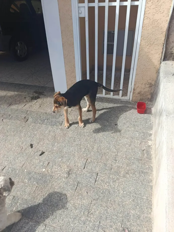 Cachorro ra a SRD-ViraLata idade 2 a 6 meses nome Nina