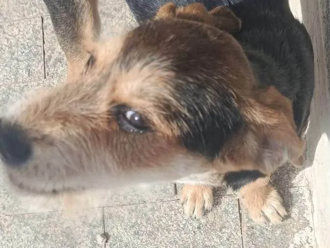 Cachorro ra a SRD-ViraLata idade 2 a 6 meses nome Nina