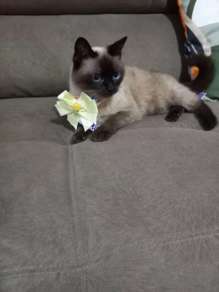 Gato ra a Siamês idade 4 anos nome Zoe