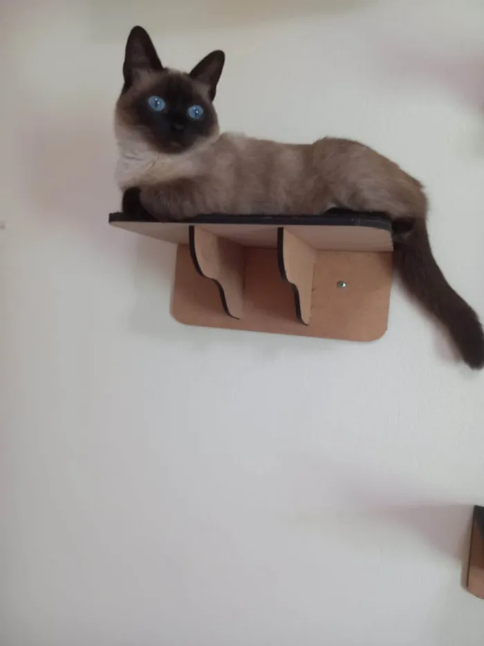 Gato ra a Siamês idade 4 anos nome Zoe