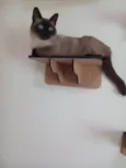 Zoe