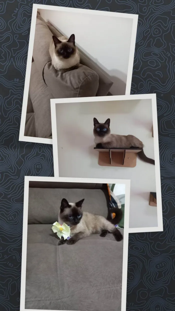 Gato ra a Siamês idade 4 anos nome Zoe