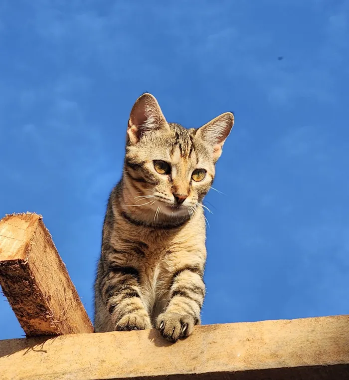 Gato ra a SRD-ViraLata idade 2 a 6 meses nome Mafalda