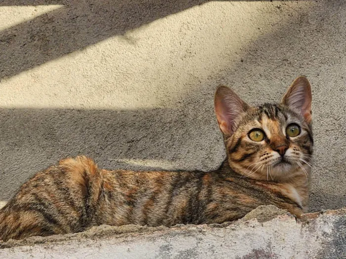 Gato ra a SRD-ViraLata idade 2 a 6 meses nome Mafalda