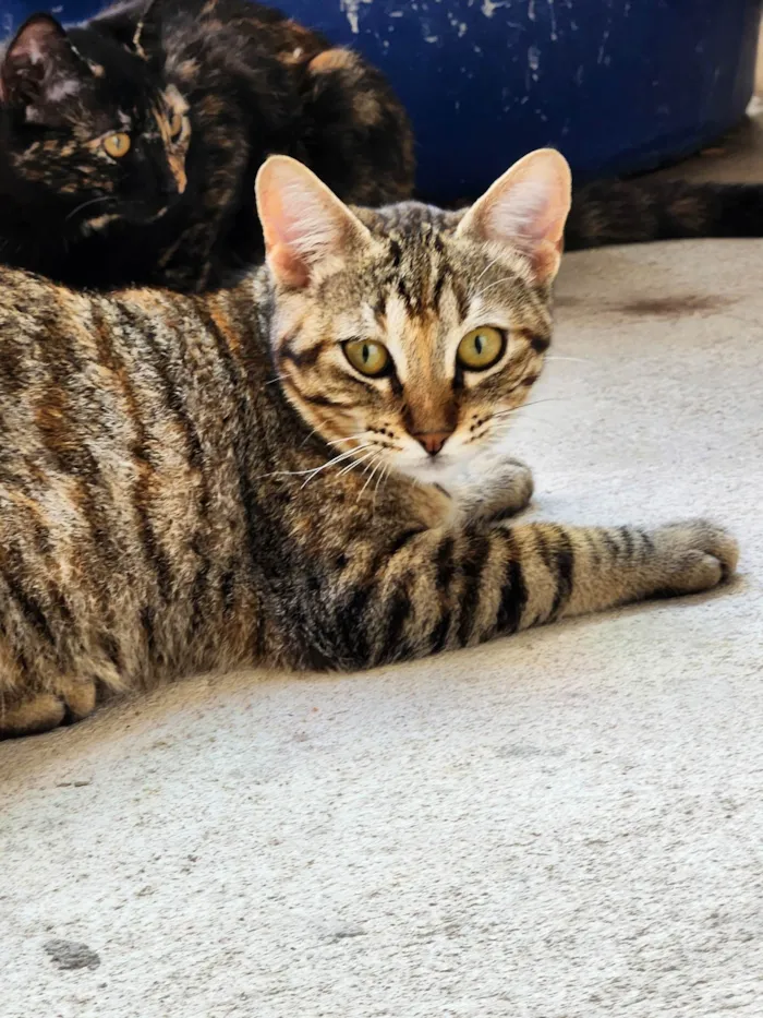 Gato ra a SRD-ViraLata idade 2 a 6 meses nome Mafalda