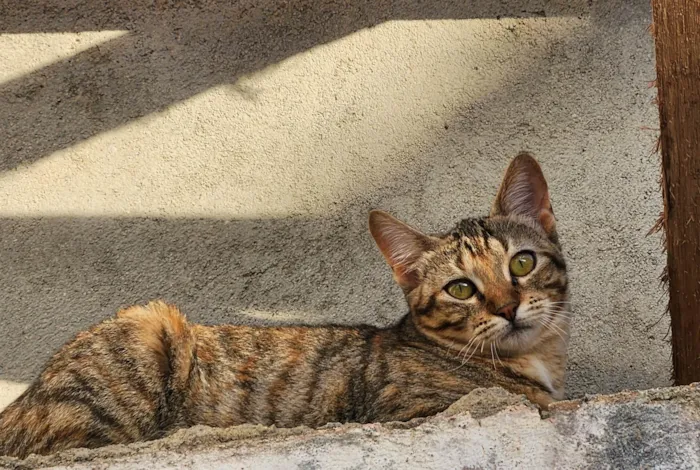 Gato ra a SRD-ViraLata idade 2 a 6 meses nome Mafalda