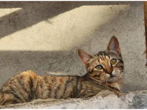 Gato raça SRD-ViraLata idade 2 a 6 meses nome Mafalda