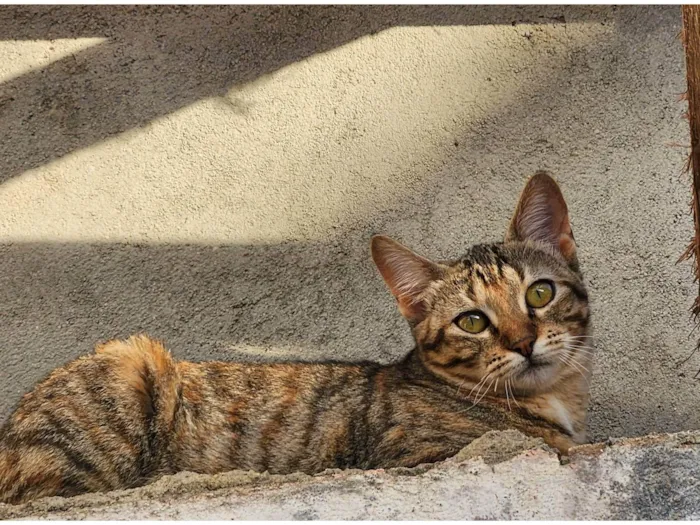 Gato ra a SRD-ViraLata idade 2 a 6 meses nome Mafalda