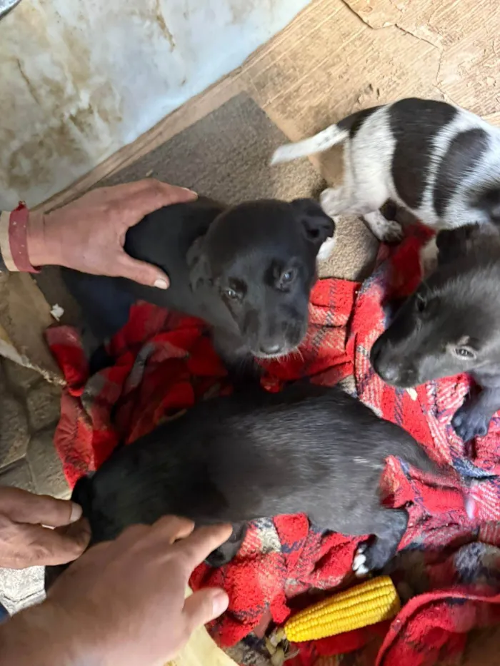 Cachorro ra a SRD-ViraLata idade Abaixo de 2 meses nome Cawan Correia