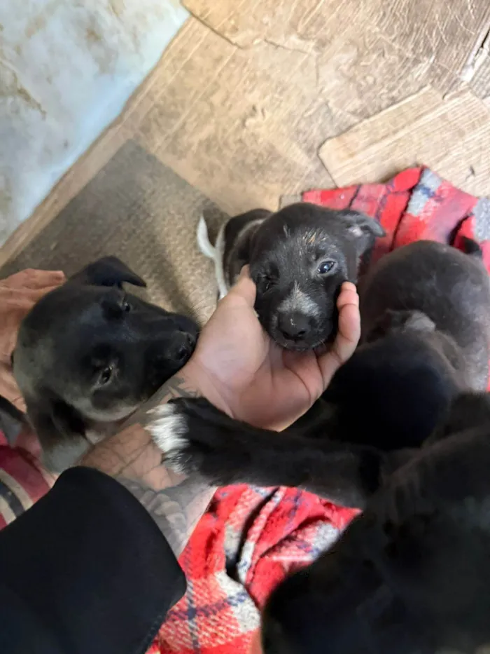 Cachorro ra a SRD-ViraLata idade Abaixo de 2 meses nome Cawan Correia
