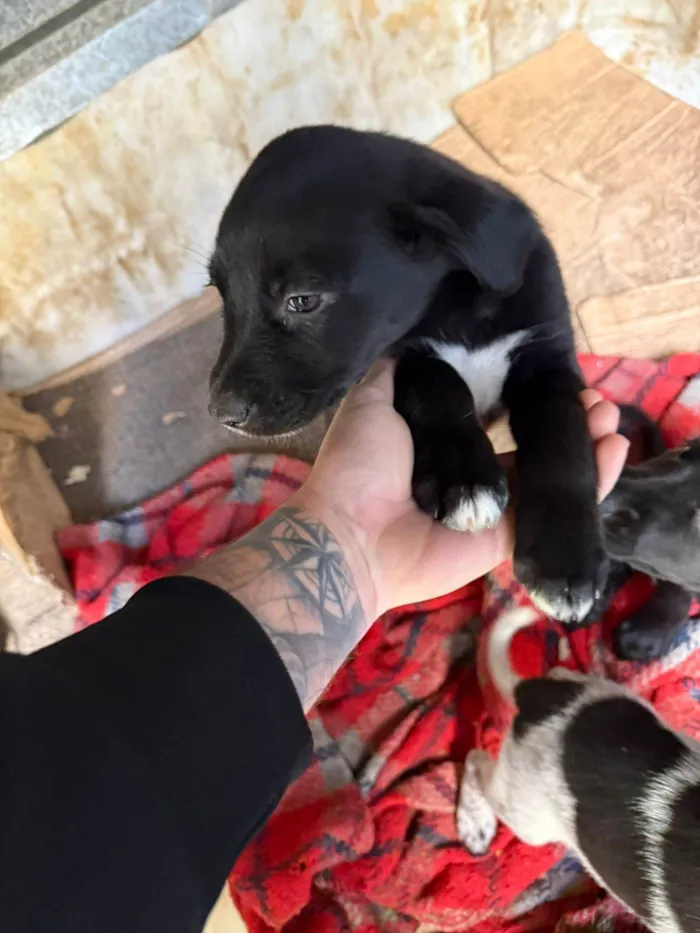 Cachorro ra a SRD-ViraLata idade Abaixo de 2 meses nome Cawan Correia