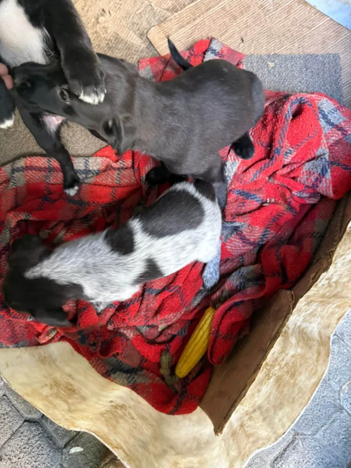 Cachorro ra a SRD-ViraLata idade Abaixo de 2 meses nome Cawan Correia