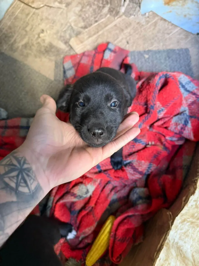 Cachorro ra a SRD-ViraLata idade Abaixo de 2 meses nome Cawan Correia