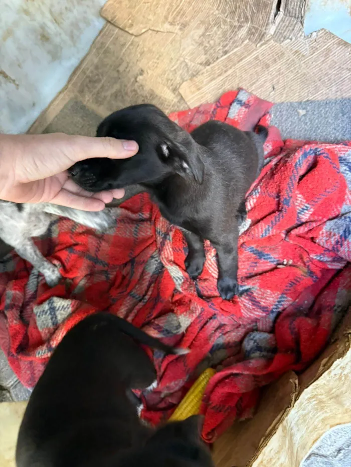 Cachorro ra a SRD-ViraLata idade Abaixo de 2 meses nome Cawan Correia