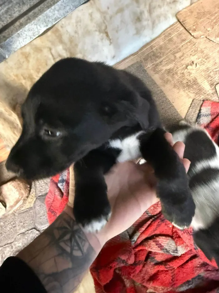 Cachorro ra a SRD-ViraLata idade Abaixo de 2 meses nome Cawan Correia