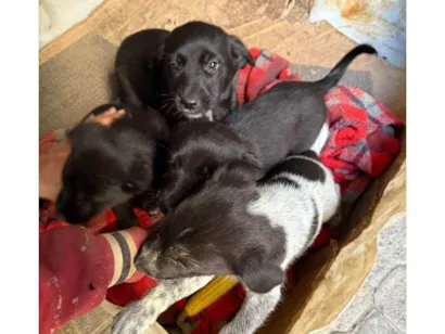Cachorro raça SRD-ViraLata idade Abaixo de 2 meses nome Cawan Correia