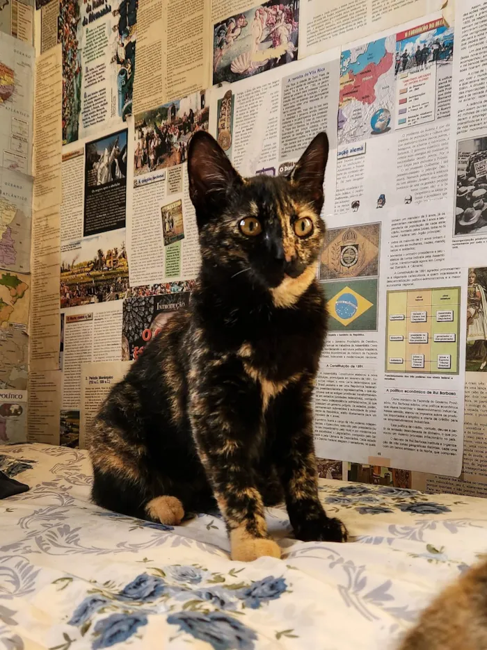 Gato ra a SRD-ViraLata idade 2 a 6 meses nome Frida