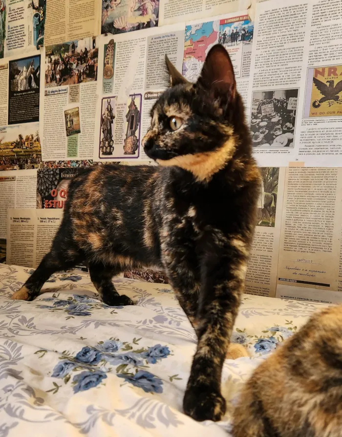 Gato ra a SRD-ViraLata idade 2 a 6 meses nome Frida