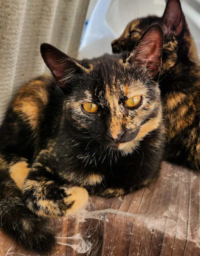 Gato ra a SRD-ViraLata idade 2 a 6 meses nome Frida
