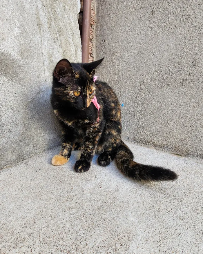 Gato ra a SRD-ViraLata idade 2 a 6 meses nome Frida