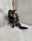 Frida