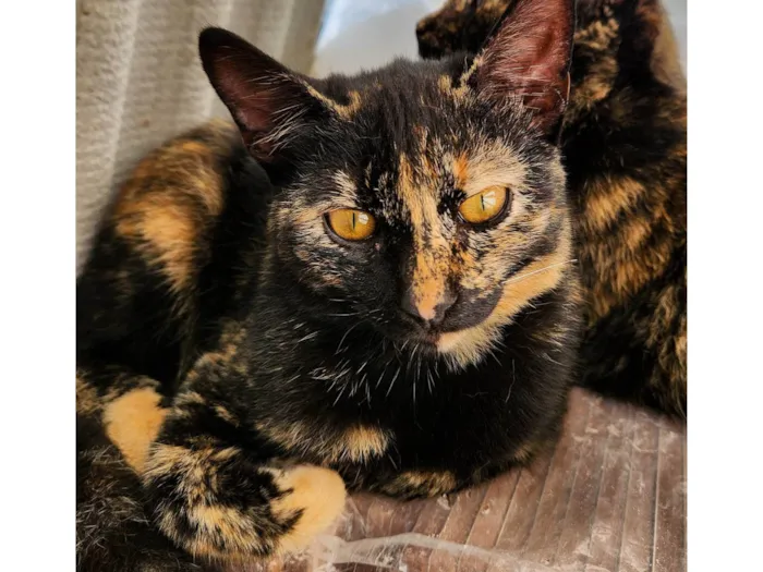 Gato ra a SRD-ViraLata idade 2 a 6 meses nome Frida
