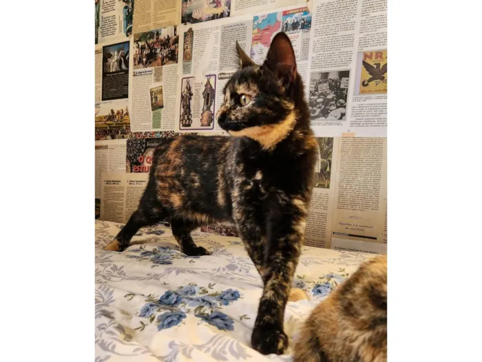 Gato ra a SRD-ViraLata idade 2 a 6 meses nome Frida