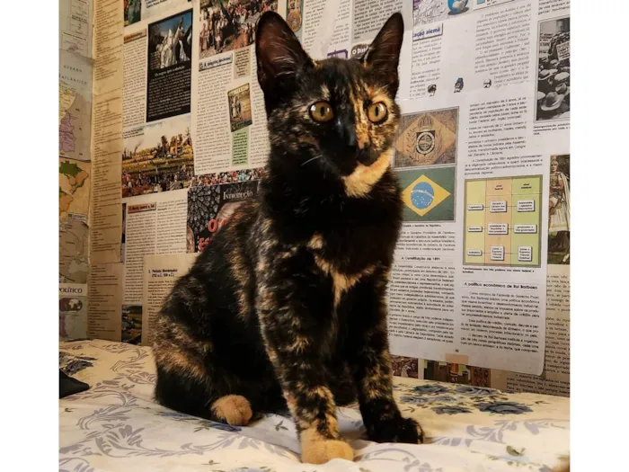 Gato ra a SRD-ViraLata idade 2 a 6 meses nome Frida