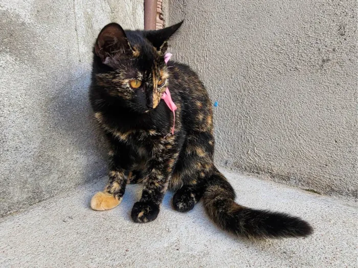 Gato ra a SRD-ViraLata idade 2 a 6 meses nome Frida