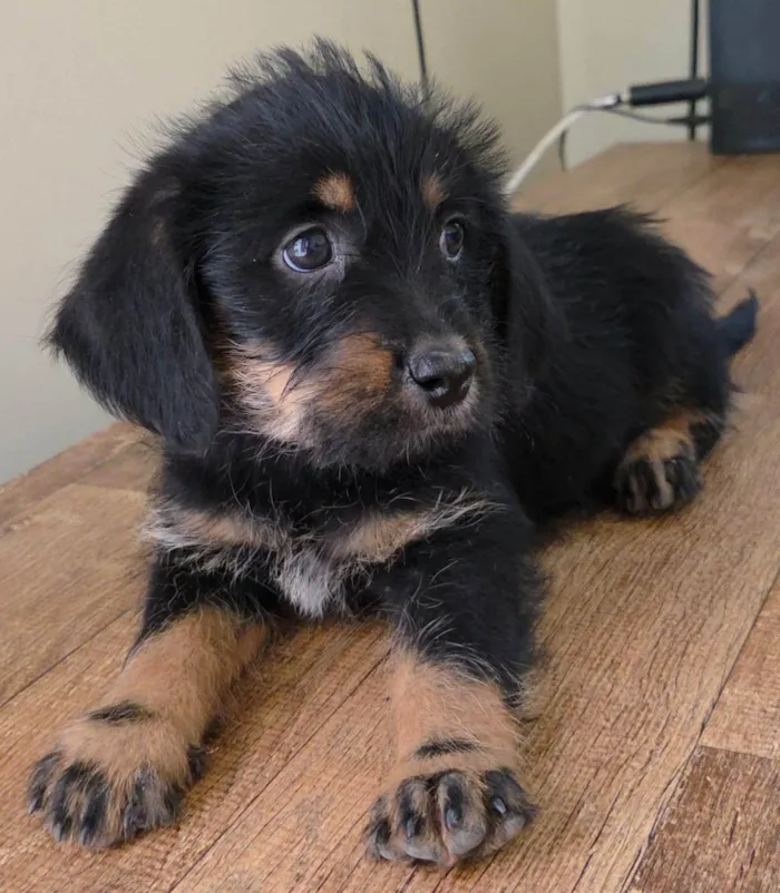 Cachorro ra a SRD-ViraLata idade Abaixo de 2 meses nome Docinho
