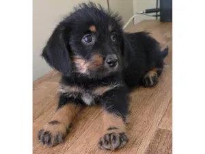 Cachorro raça SRD-ViraLata idade Abaixo de 2 meses nome Docinho
