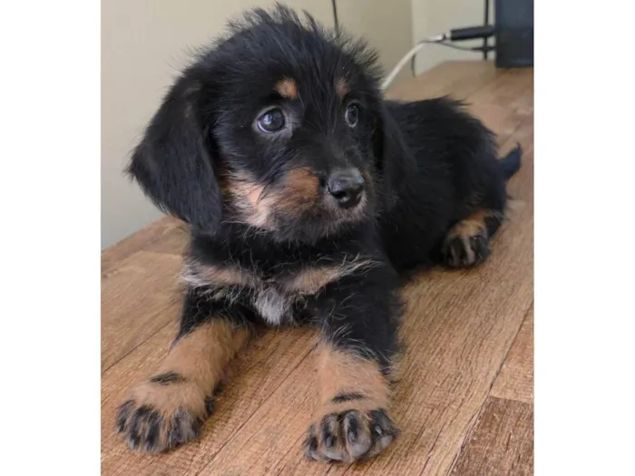 Cachorro ra a SRD-ViraLata idade Abaixo de 2 meses nome Docinho