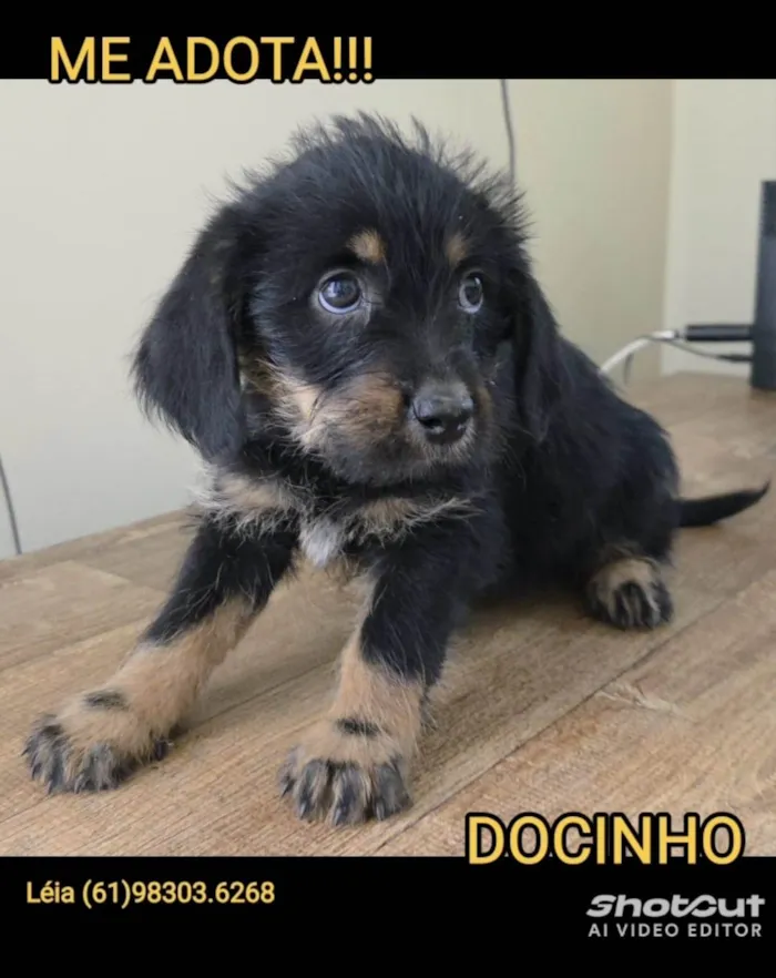 Cachorro ra a SRD-ViraLata idade 2 a 6 meses nome Docinho