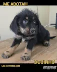 Docinho