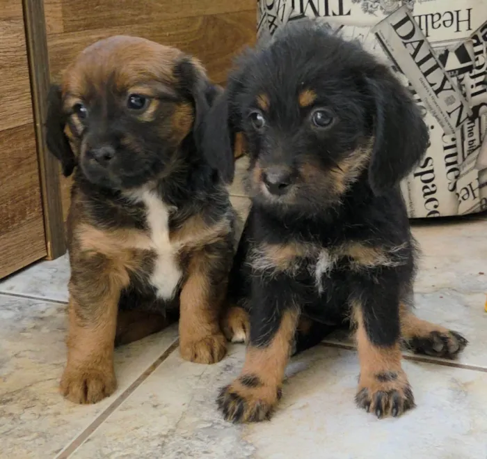 Cachorro ra a SRD-ViraLata idade 2 a 6 meses nome Docinho