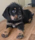 Docinho
