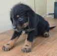Docinho
