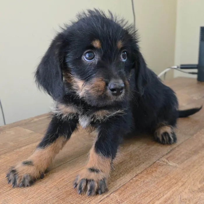 Cachorro ra a SRD-ViraLata idade 2 a 6 meses nome Docinho