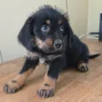 Docinho