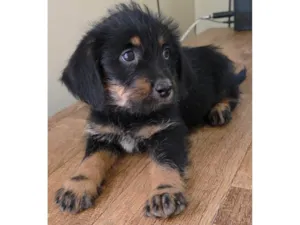 Cachorro raça SRD-ViraLata idade 2 a 6 meses nome Docinho
