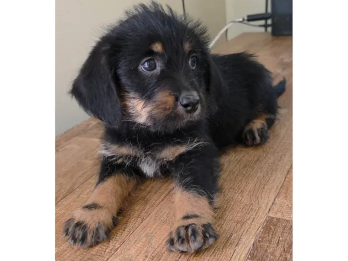 Cachorro ra a SRD-ViraLata idade 2 a 6 meses nome Docinho