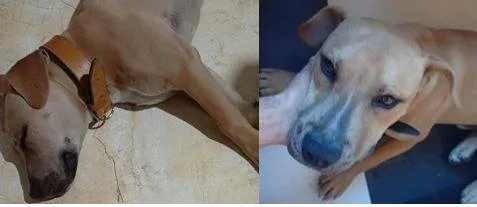 Cachorro ra a SRD-ViraLata idade 7 a 11 meses nome Sem nome