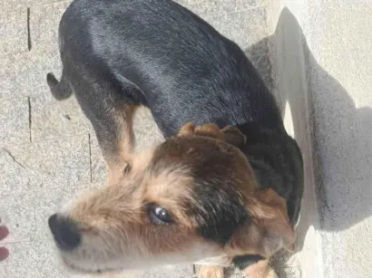 Cachorro raça SRD-ViraLata idade 2 a 6 meses nome Nina