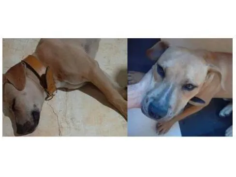 Cachorro ra a SRD-ViraLata idade 7 a 11 meses nome Sem nome