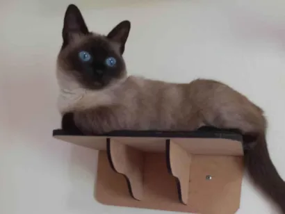 Gato raça Siamês idade 4 anos nome Zoe